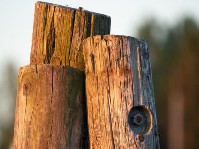 Poteaux traités sous pression vs cèdre : choix et durabilité