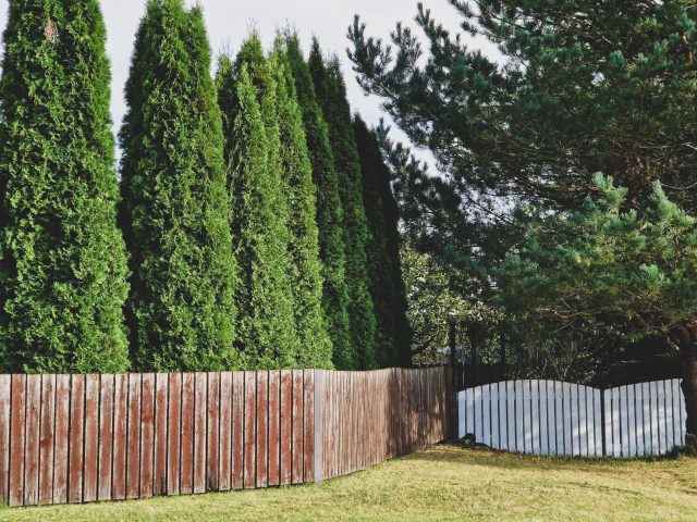 Maintaining Yard Privacy in Fall