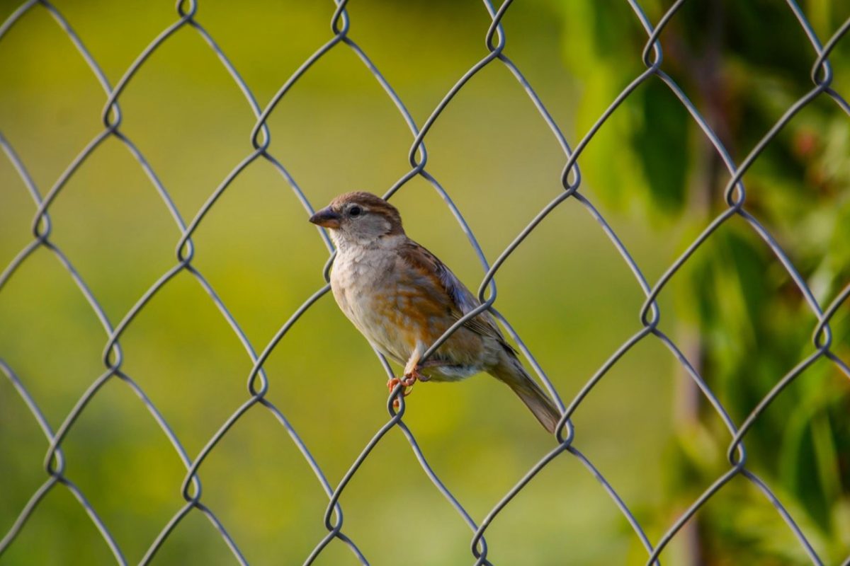 Comparatif YardGard et autres marques de grillage